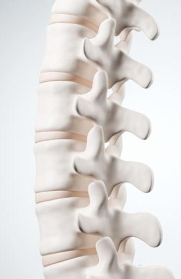 a coluna vertebral01