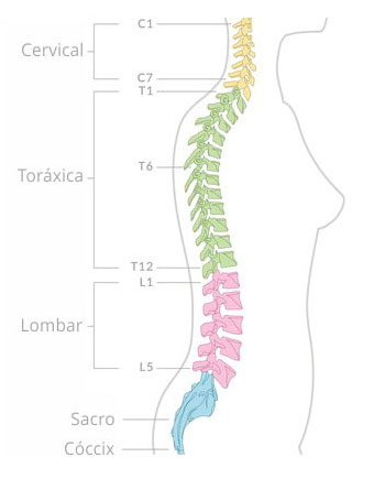 a coluna vertebral02